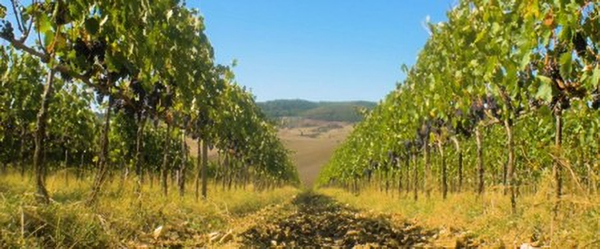 Vineyards near the town of Montepulciano. Siena, Italy. Credits: www.vinodabere.it