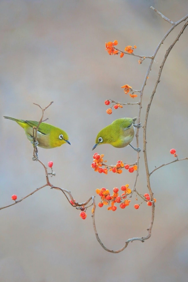 이서용, 숲속 동박새, 360mm F6.3 1/400s ISO2000